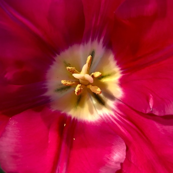 Meet your Posher, Rachel - Picture 1 of 1